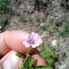 Geranium divaricatum, photograph (c) Alexander Dubynin, some rights reserved (CC BY)