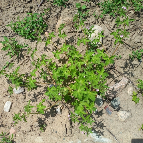 Geranium divaricatum, photograph 5