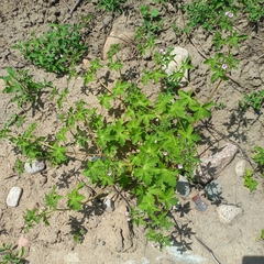 Geranium divaricatum, photograph (c) Alexander Dubynin, some rights reserved (CC BY)