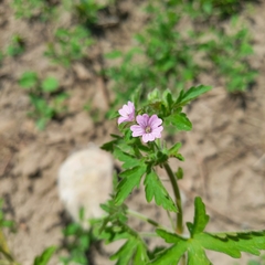 Geranium divaricatum, photograph (c) Alexander Dubynin, some rights reserved (CC BY)