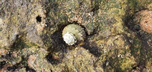 Lunella coronata observed 2026-05-05