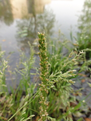 Plantago asiatica
