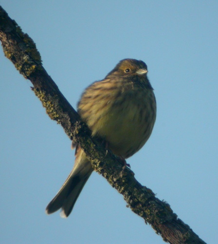 Emberiza citrinella