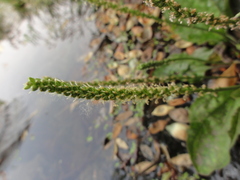 Plantago asiatica