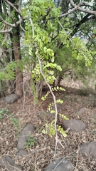 Dalbergia melanoxylon, photograph (c) Aadi Kulkarni, some rights reserved (CC BY)