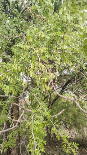 Dalbergia melanoxylon, photograph 4