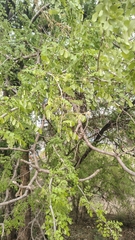 Dalbergia melanoxylon, photograph (c) Aadi Kulkarni, some rights reserved (CC BY)