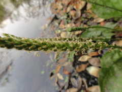 Plantago asiatica