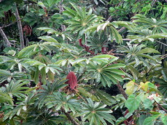 Cecropia sciadophylla