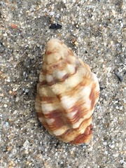 Muricopsinae