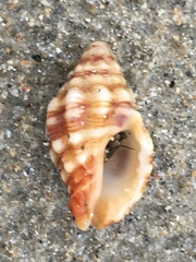 Muricopsinae