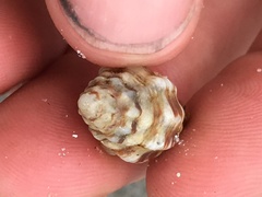Muricopsinae