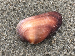 Barbatia
