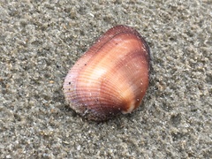 Barbatia