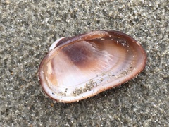 Barbatia