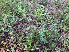 Chenopodium acuminatum virgatum