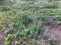 Chenopodium acuminatum virgatum