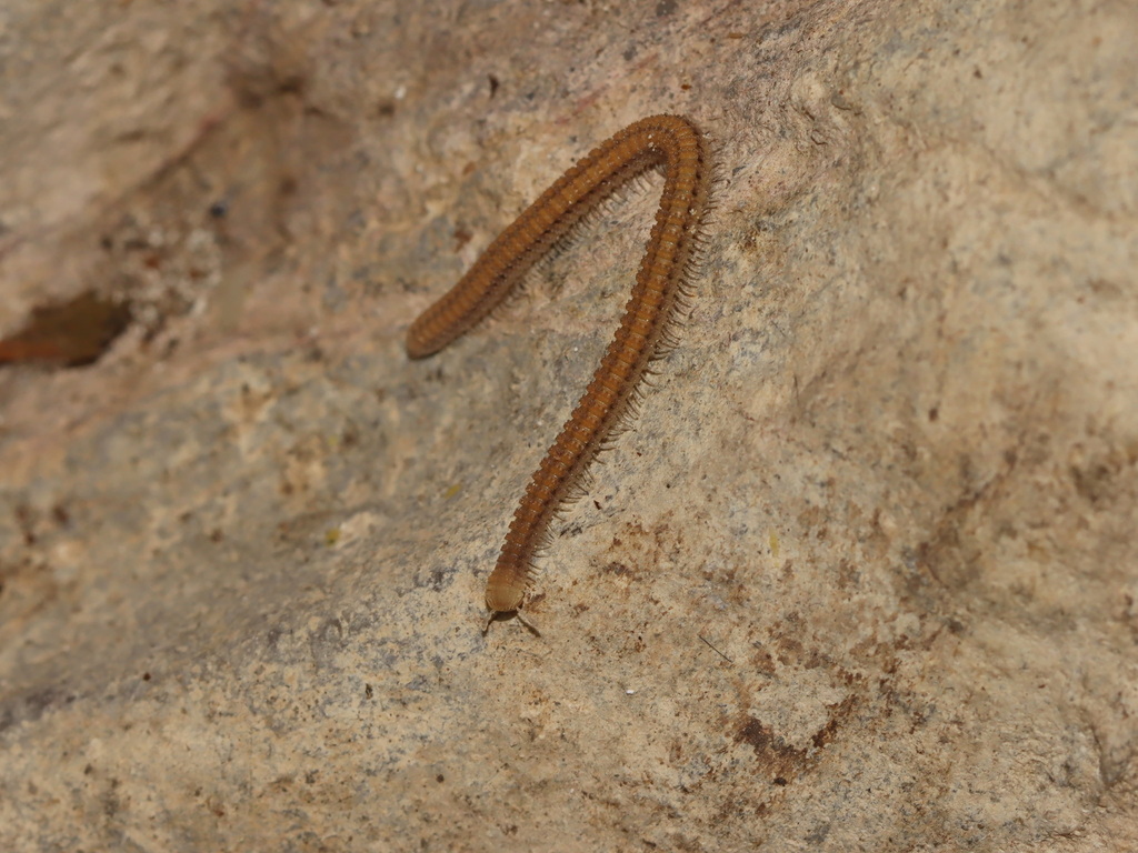 Plusioglyphiulus likhitrakarni