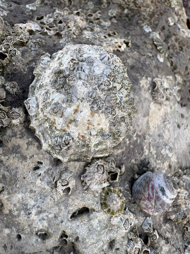 Patella vulgata
