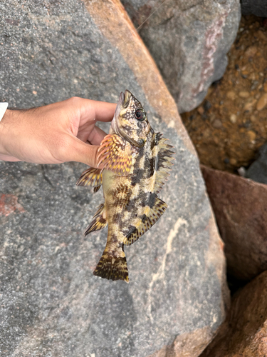 Chironemus marmoratus
