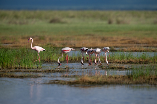 iNaturalist image