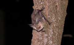 Nyctophilus geoffroyi