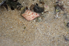 Phasianella ventricosa