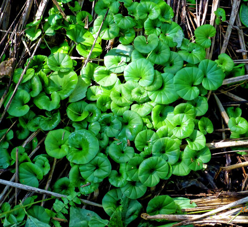 Nervilia simplex, photograph 6