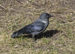 Corvus monedula