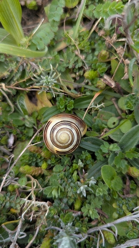 Cepaea nemoralis