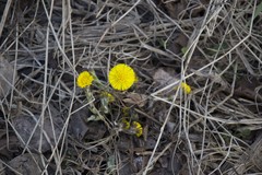 Tussilago farfara