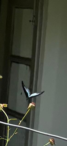 Indian Blue Mormon
