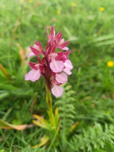 Pink-butterfly Orchid