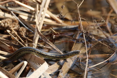 Thamnophis sirtalis semifasciatus