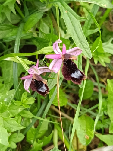 Bertoloni's Bee-orchid