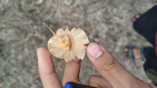 Pterocarpus marsupium, photograph 6