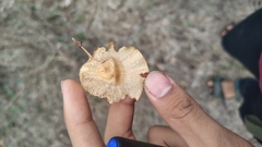 Pterocarpus marsupium, photograph (c) Aadi Kulkarni, some rights reserved (CC BY)