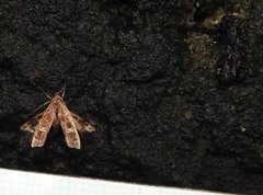 Nosphistica bisinuata