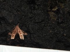 Nosphistica bisinuata