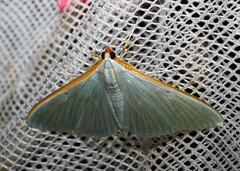 Stemorrhages amphitritalis