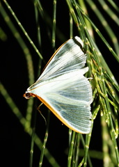 Stemorrhages amphitritalis