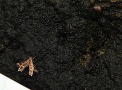 Nosphistica bisinuata