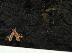 Nosphistica bisinuata