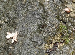 Nosphistica bisinuata