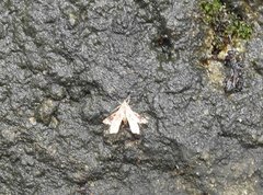 Nosphistica bisinuata