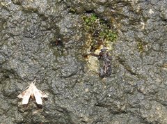 Nosphistica bisinuata