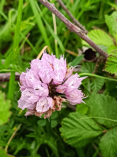 Three-toothed orchid