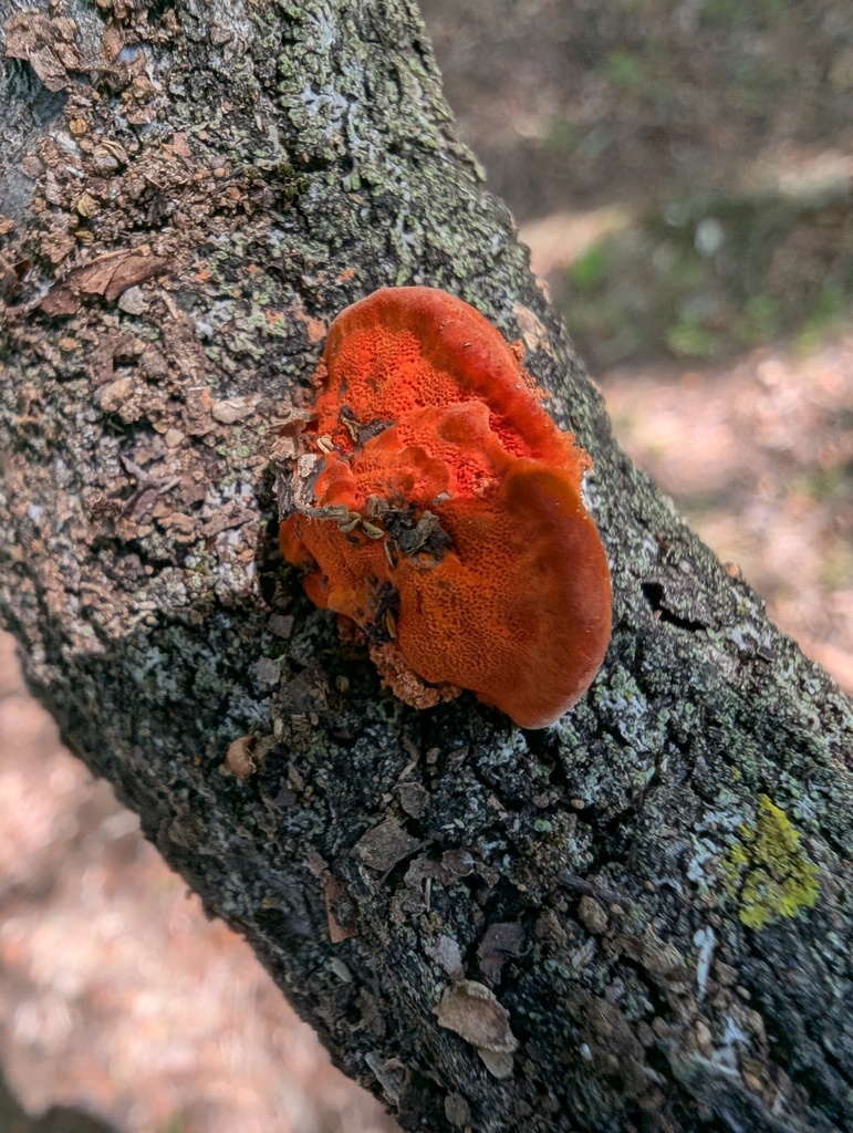 Trametes coccinea · May 2026 · photo: © atsushi_nakajima_cirque (iNaturalist, cc-by)