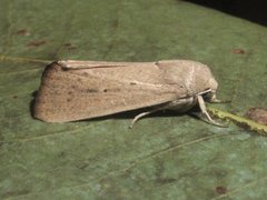 Leucania abdominalis