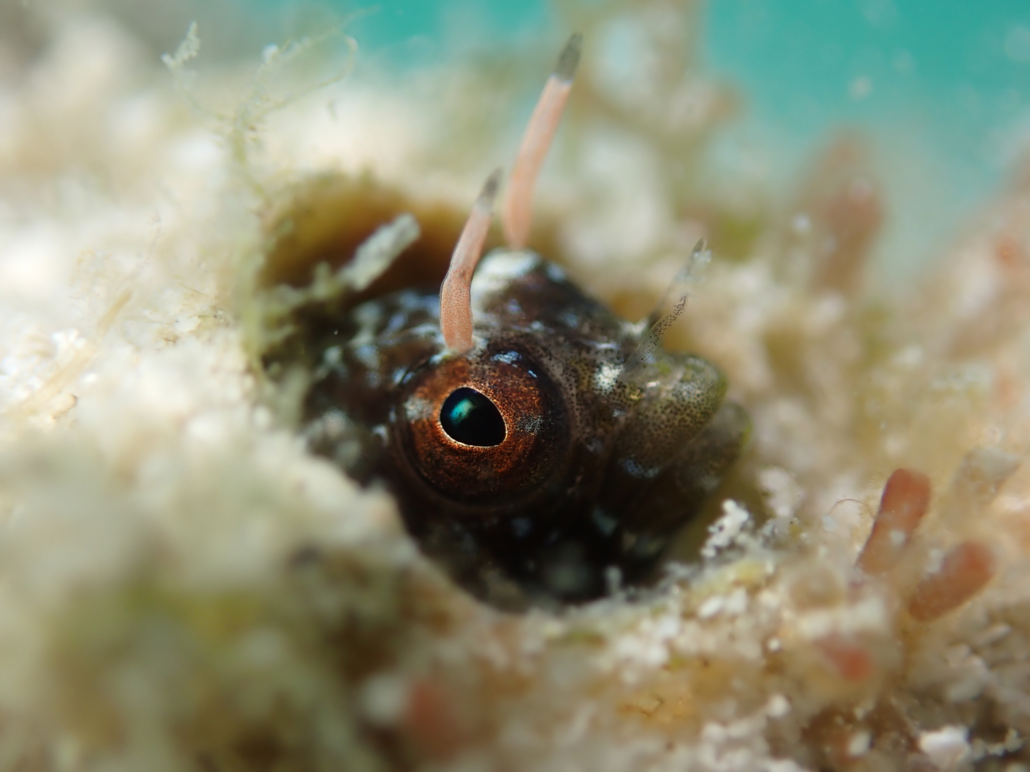 Gulf Signal Blenny photo 5